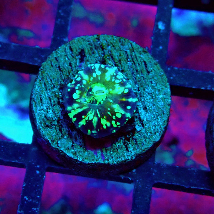 Scolymia Captive Spawn Baby
