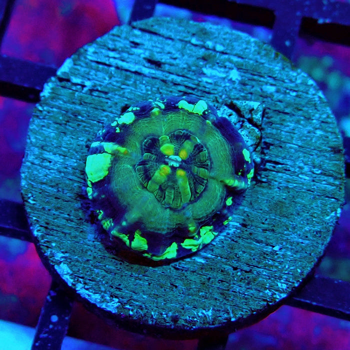 Scolymia Captive Spawn Baby
