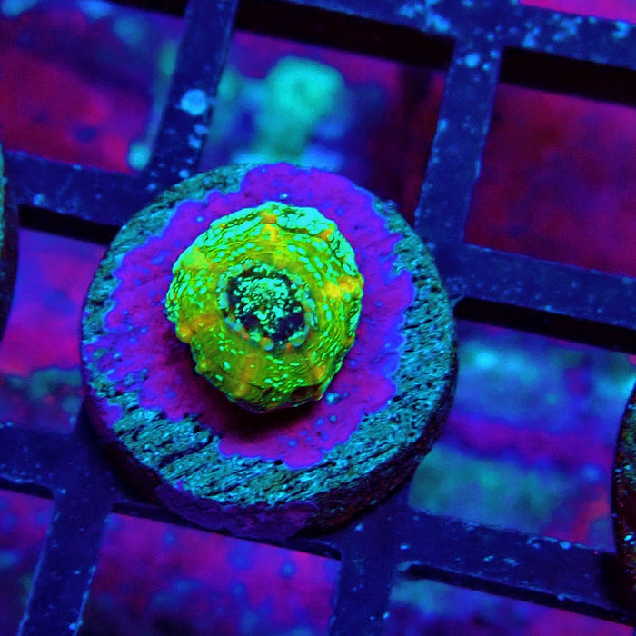 Scolymia Captive Spawn Baby