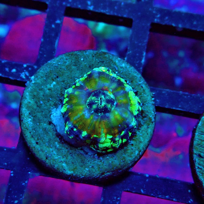 Scolymia Captive Spawn Baby