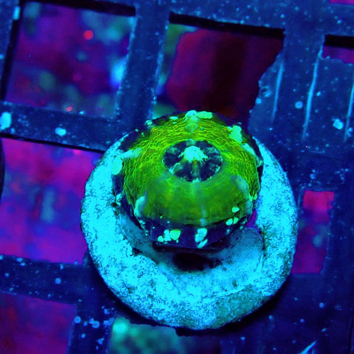 Scolymia Captive Spawn Baby