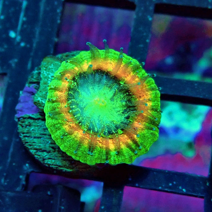 Trachyphyllia Green-Gold Captive Spawn Baby
