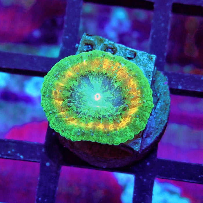 Trachyphyllia Green-Gold Captive Spawn Baby