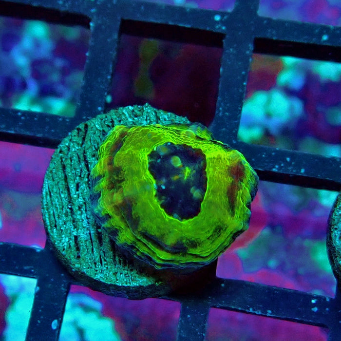 Scolymia Captive Spawn Baby
