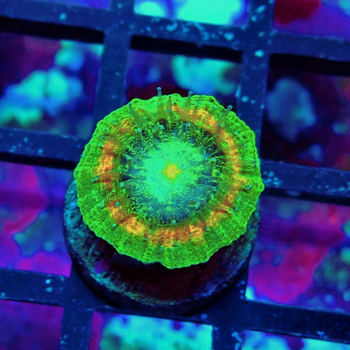 Trachyphyllia Green-Gold Captive Spawn Baby
