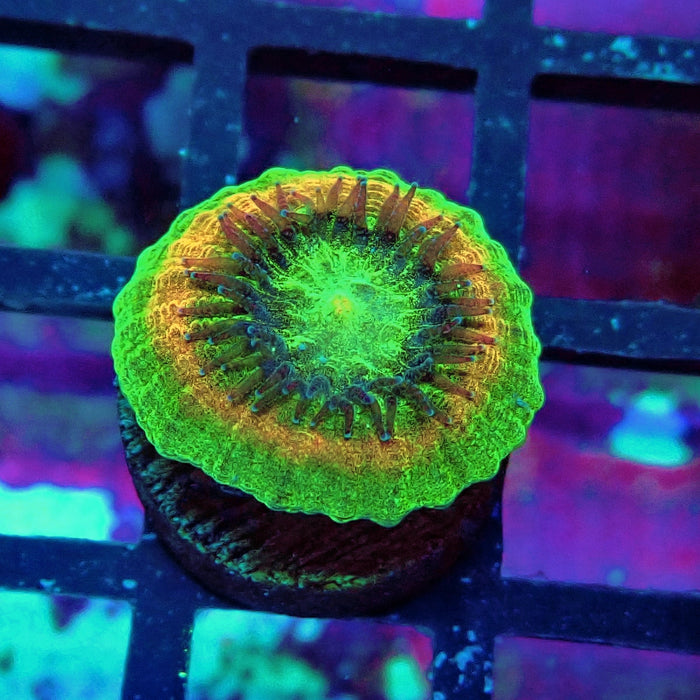 Trachyphyllia Green-Gold Captive Spawn Baby