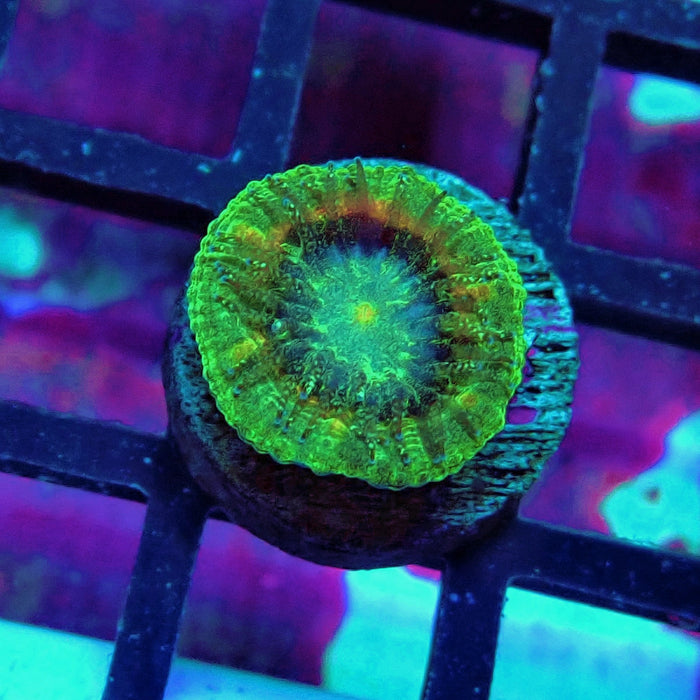 Trachyphyllia Green-Gold Captive Spawn Baby