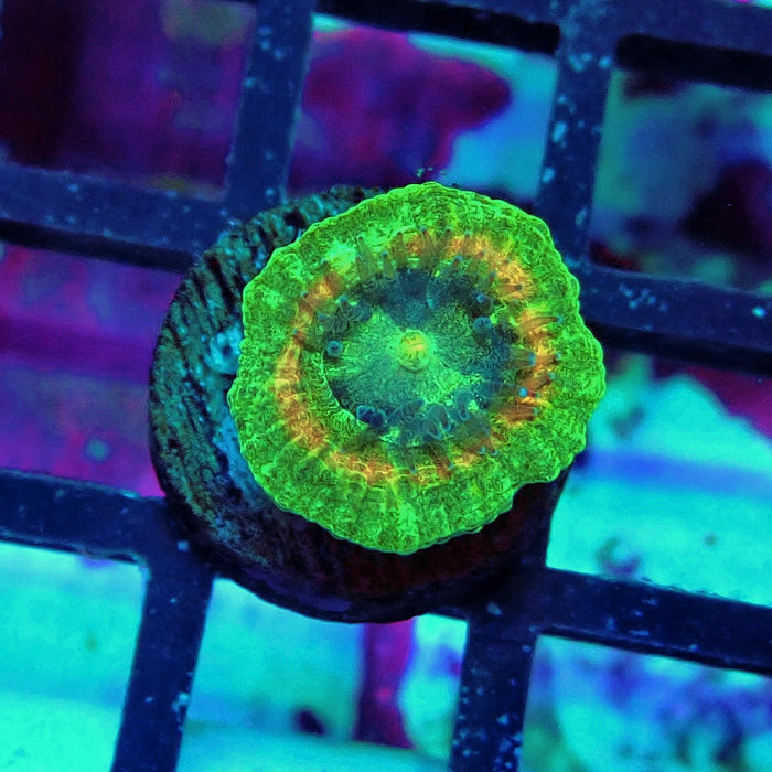 Trachyphyllia Green-Gold Captive Spawn Baby