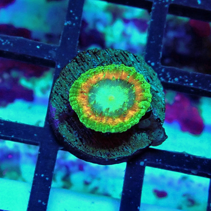 Trachyphyllia Green-Gold Captive Spawn Baby