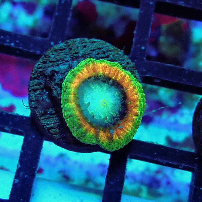 Trachyphyllia Green-Gold Captive Spawn Baby