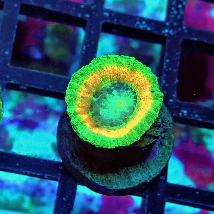 Trachyphyllia Green-Gold Captive Spawn Baby