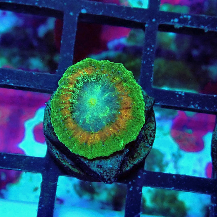 Trachyphyllia Green-Gold Captive Spawn Baby