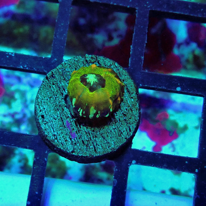 Scolymia Captive Spawn Baby