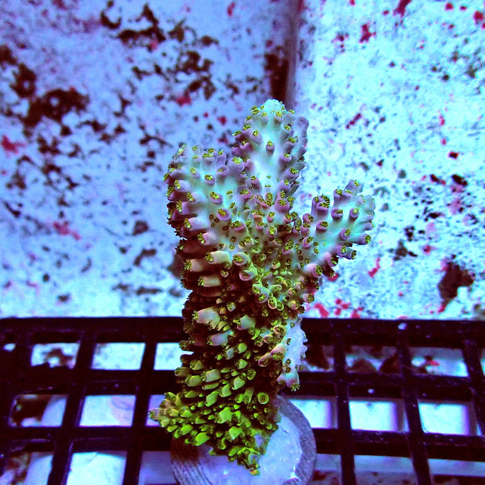 Green-Pink Abrotanoides Acro Frag