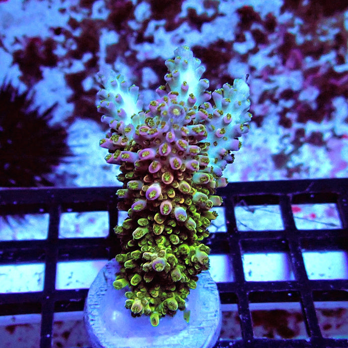 Green-Pink Abrotanoides Acro Frag