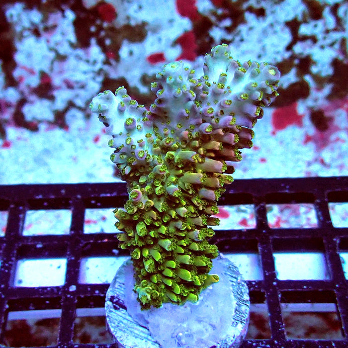 Green-Pink Abrotanoides Acro Frag