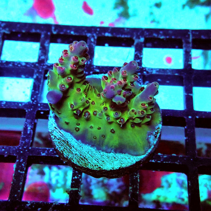 Colorful Contrasting Acro Frag