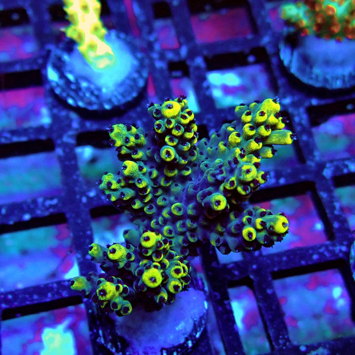 Black Pikachu Acro Frag