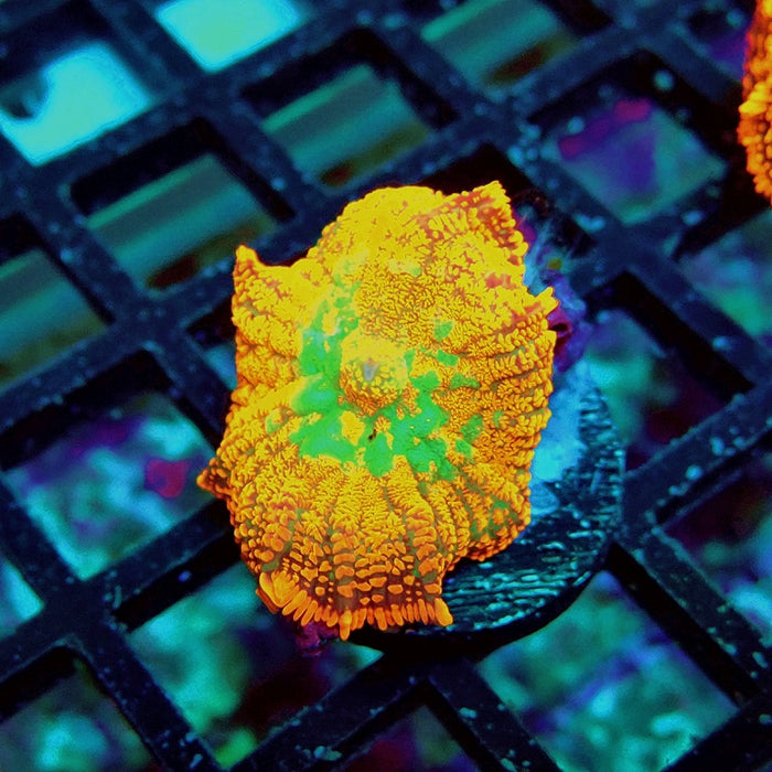 Rhodactis Red Green Center Ultra