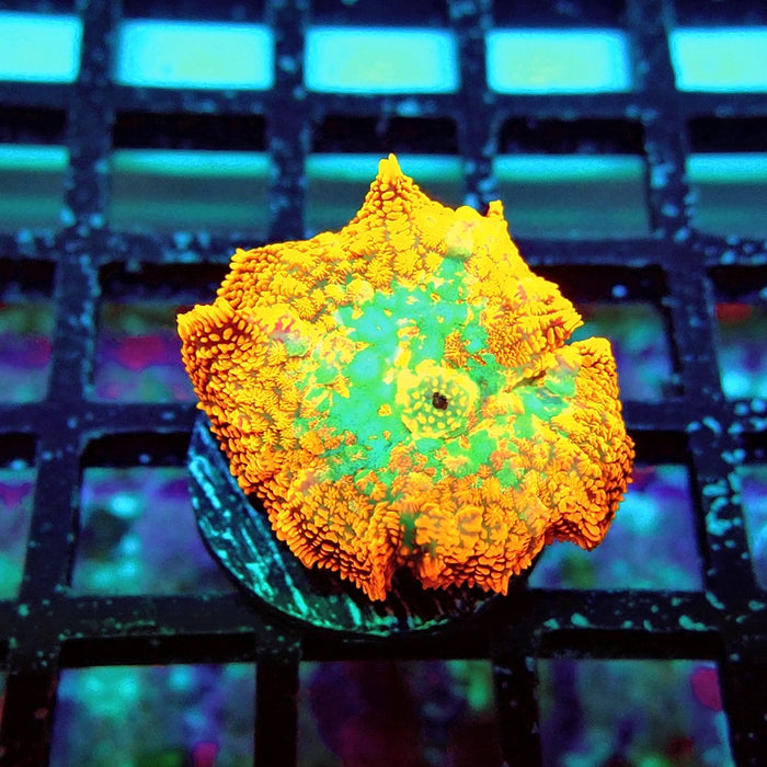 Rhodactis Red Green Center Ultra