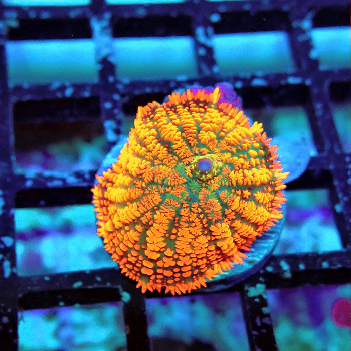 Rhodactis Red Green Base Ultra