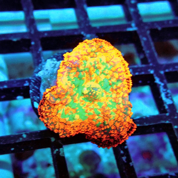 Rhodactis Red Green Center Ultra