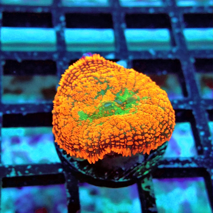 Rhodactis Red Green Center Ultra