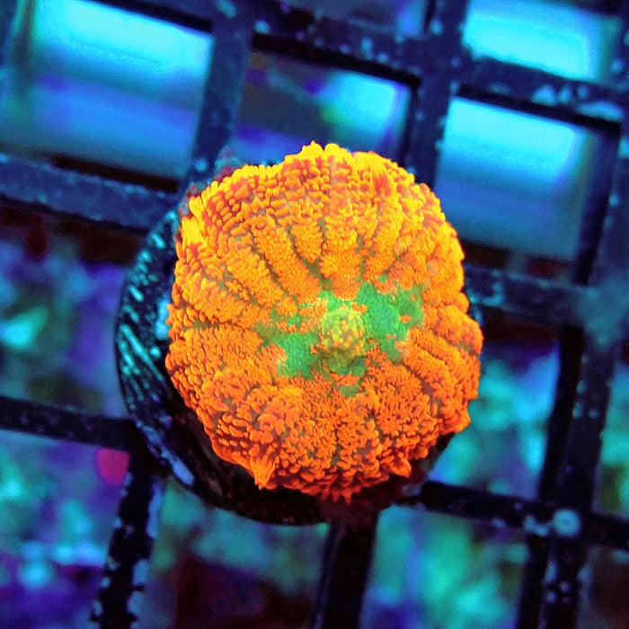 Rhodactis Red Green Center Ultra