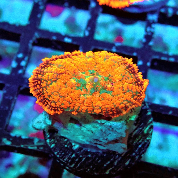 Rhodactis Red Green Base Ultra