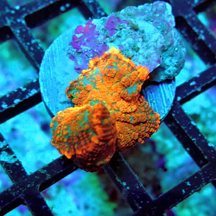 Rhodactis Red Green Center Ultra