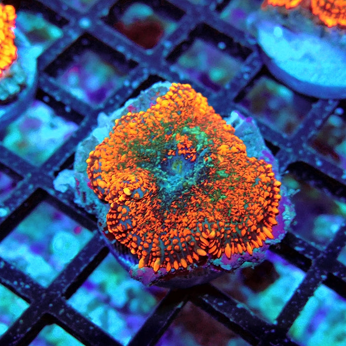 Rhodactis Red Green Center Ultra