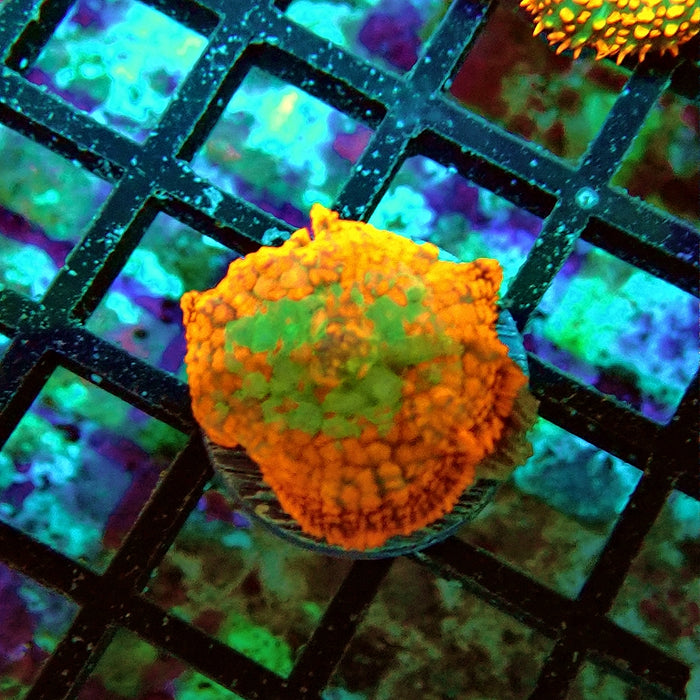 Rhodactis Red Green Center Ultra