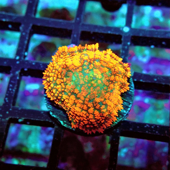 Rhodactis Red Green Center Ultra