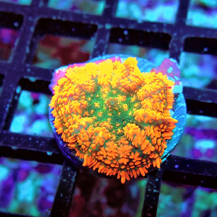 Rhodactis Red Green Center Ultra