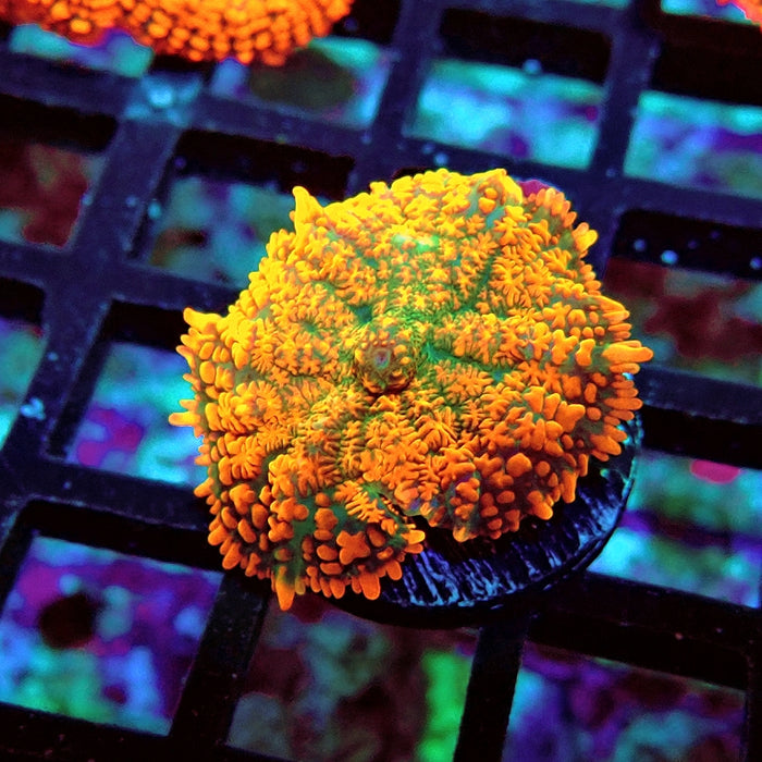 Rhodactis Red Green Base Ultra