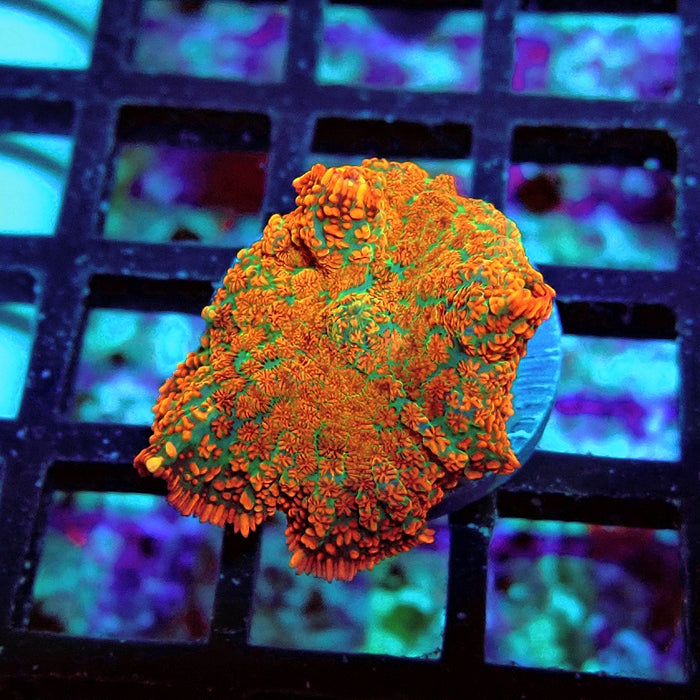 Rhodactis Red Green Base Ultra