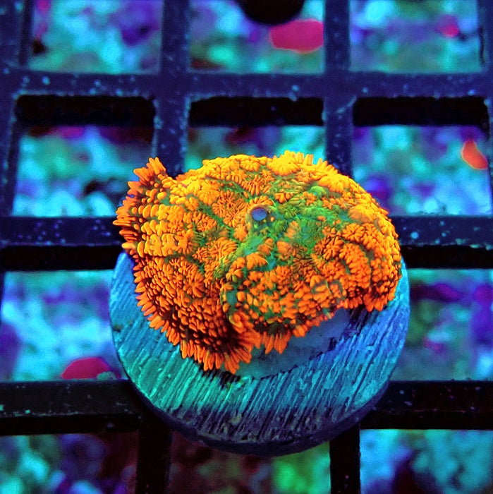 Rhodactis Red Green Center Ultra