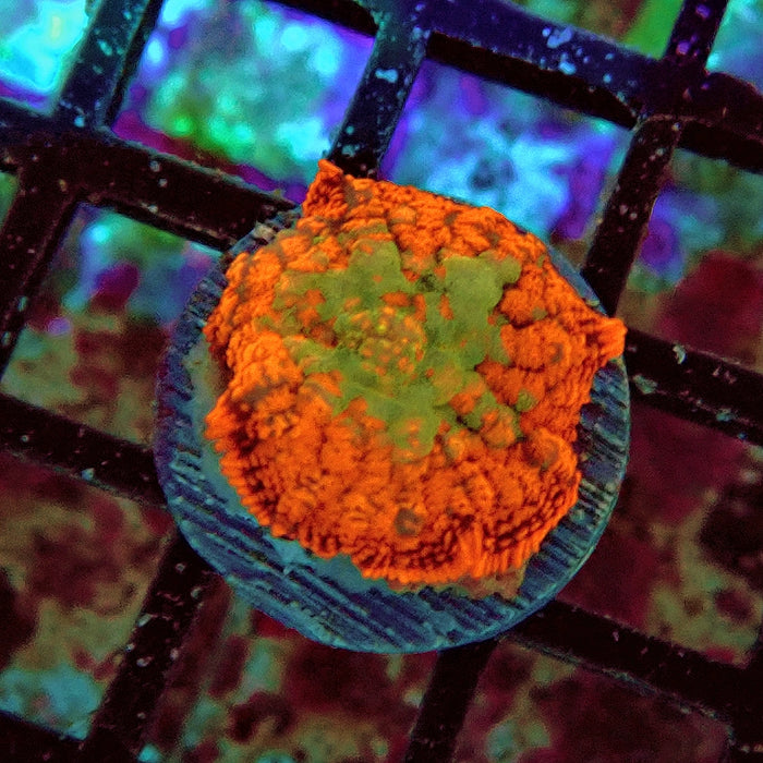 Rhodactis Red Green Center Ultra