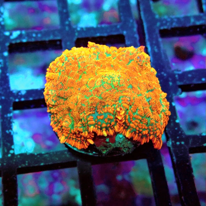 Rhodactis Red Green Base Ultra