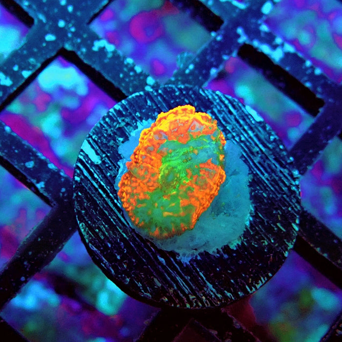 Rhodactis Red Green Center Ultra