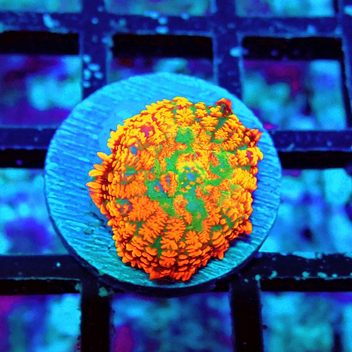 Rhodactis Red Green Center Ultra