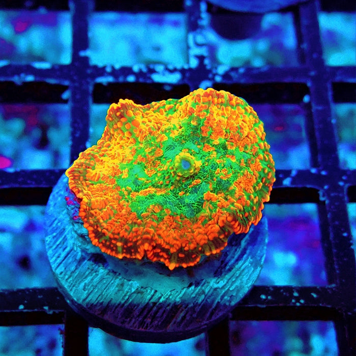 Rhodactis Red Green Center Ultra