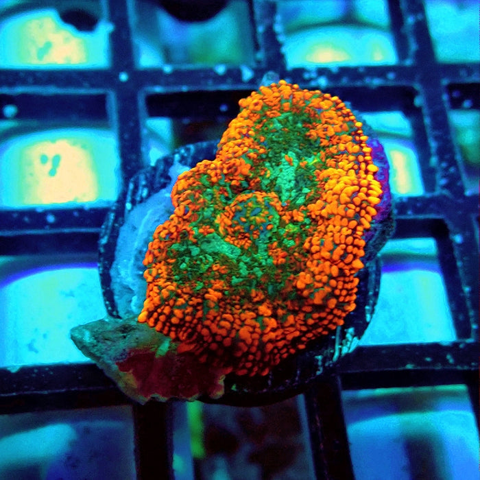 Rhodactis Red Green Center Ultra