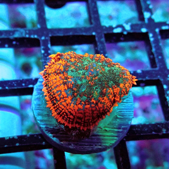 Rhodactis Red Green Center Ultra