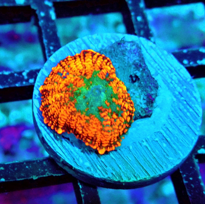 Rhodactis Red Green Center Ultra