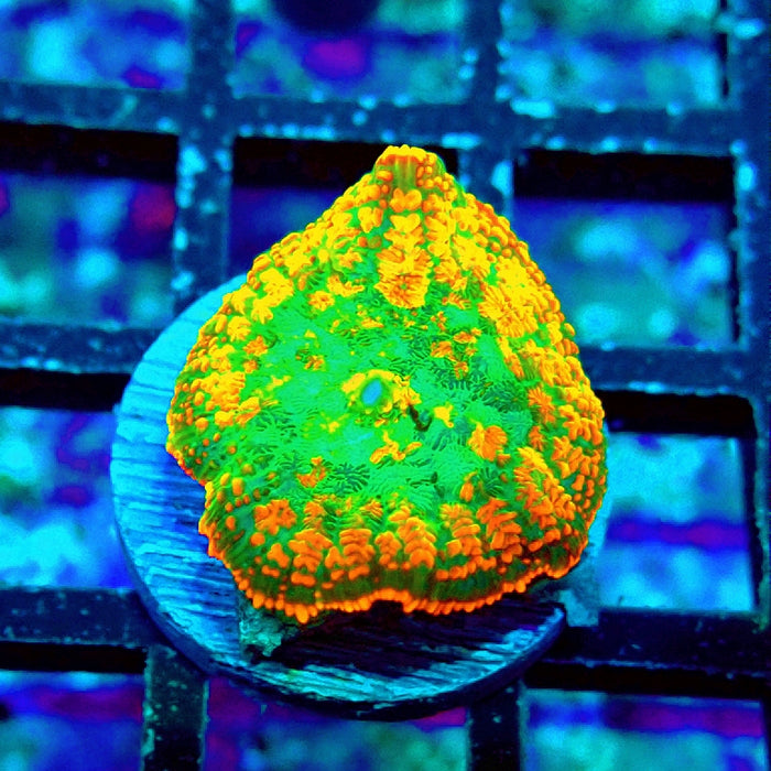 Rhodactis Orange Green Center Ultra