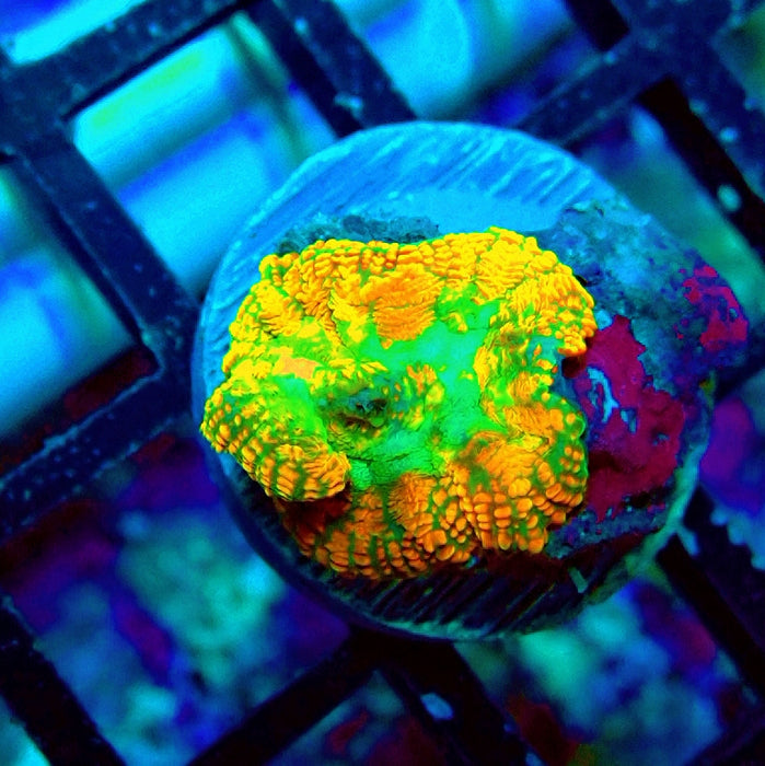 Rhodactis Orange Green Center Ultra