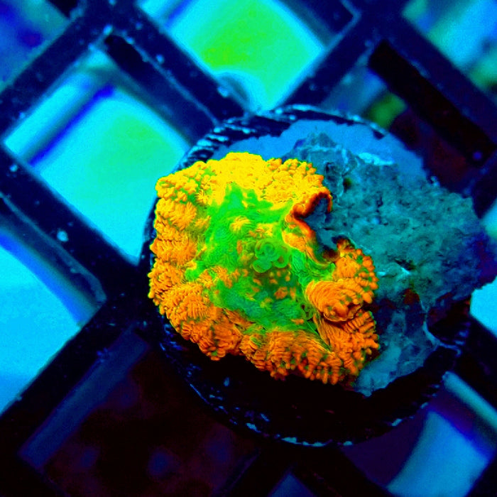 Rhodactis Orange Green Center Ultra