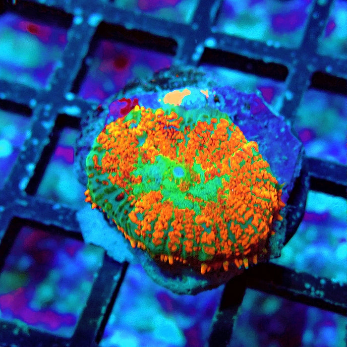 Rhodactis Red Green Center Ultra