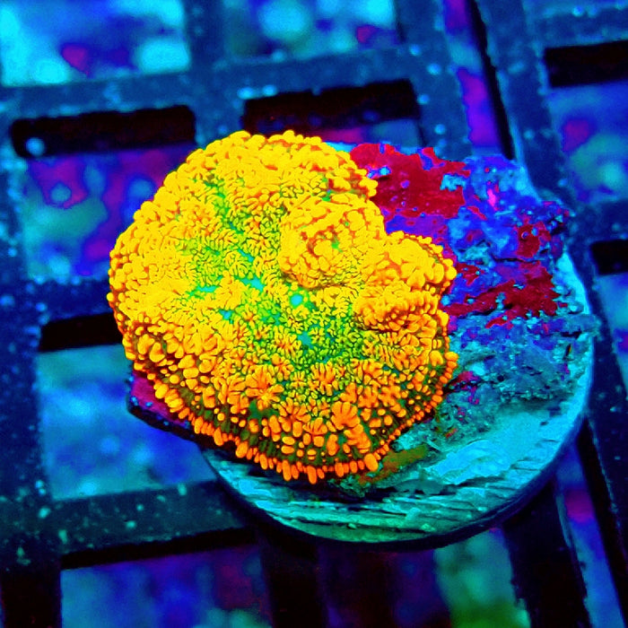 Rhodactis Red Green Base Ultra